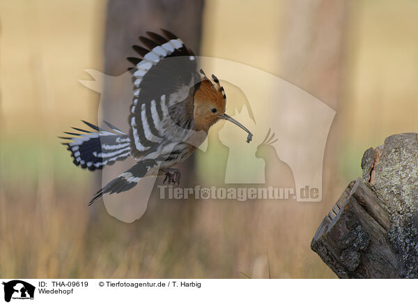 Wiedehopf / Eurasian hoopoe / THA-09619