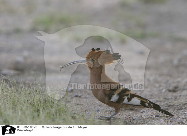 Wiedehopf / Eurasian hoopoe / JM-18393