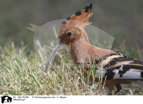 Wiedehopf / Eurasian hoopoe / JM-18396