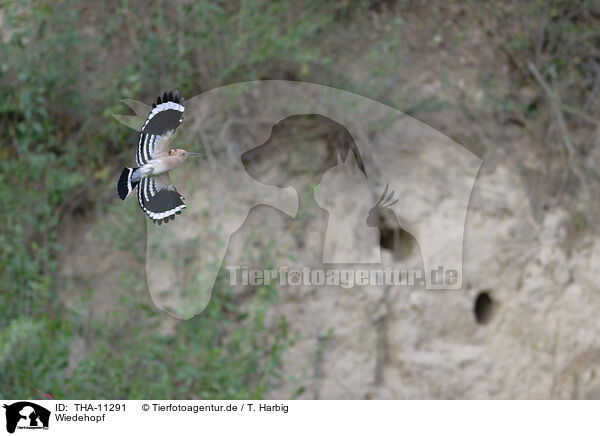 Wiedehopf / hoopoe / THA-11291