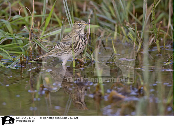 Wiesenpieper / meadow pipit / SO-01742