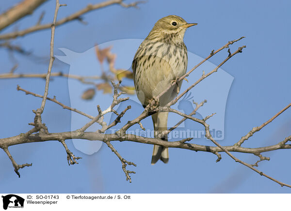 Wiesenpieper / meadow pipit / SO-01743