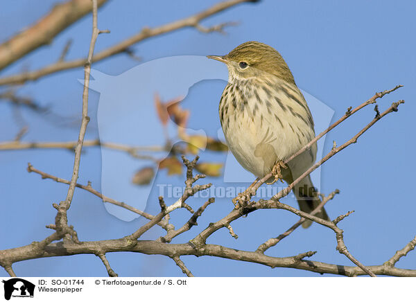 Wiesenpieper / meadow pipit / SO-01744