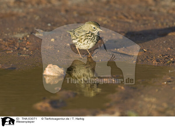 Wiesenpieper / meadow pipit / THA-03071