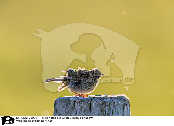 Wiesenpieper sitzt auf Pfahl / Meadow pipit sits on pole / MBS-23977