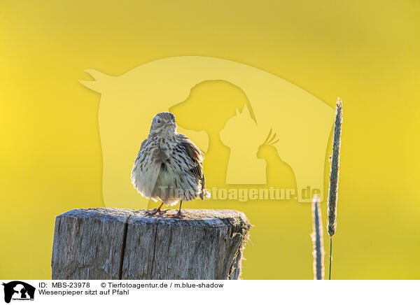 Wiesenpieper sitzt auf Pfahl / Meadow pipit sits on pole / MBS-23978