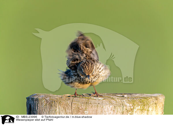Wiesenpieper sitzt auf Pfahl / Meadow pipit sits on pole / MBS-23996