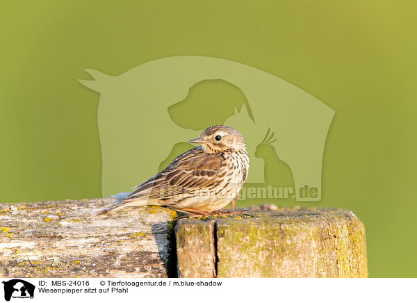 Wiesenpieper sitzt auf Pfahl / Meadow pipit sits on pole / MBS-24016