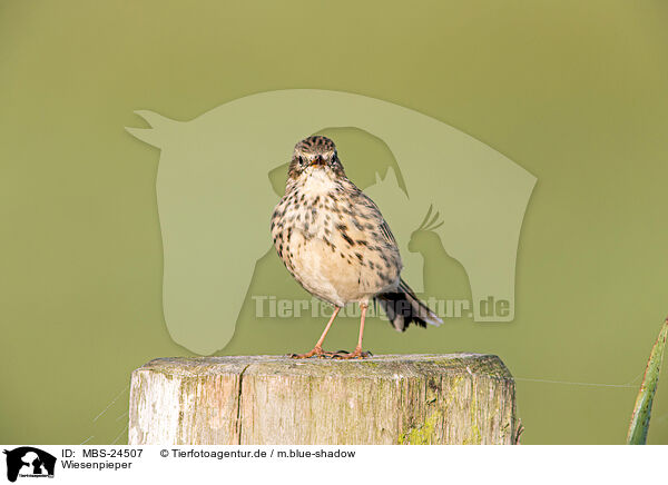 Wiesenpieper / Meadow Pipit / MBS-24507