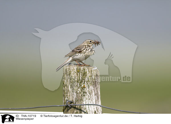 Wiesenpieper / THA-10719