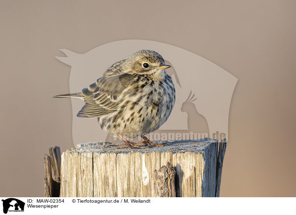 Wiesenpieper / meadow pipit / MAW-02354