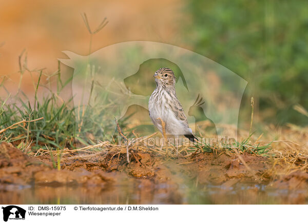 Wiesenpieper / meadow pipit / DMS-15975