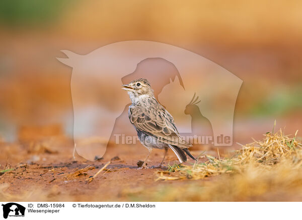 Wiesenpieper / meadow pipit / DMS-15984