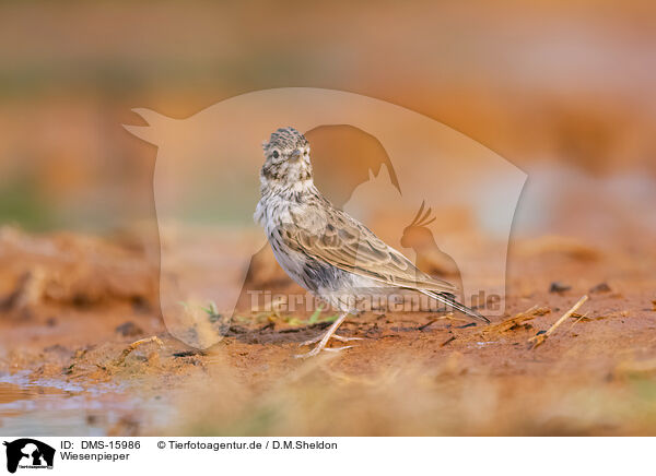 Wiesenpieper / meadow pipit / DMS-15986
