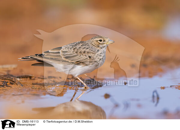 Wiesenpieper / meadow pipit / DMS-16113