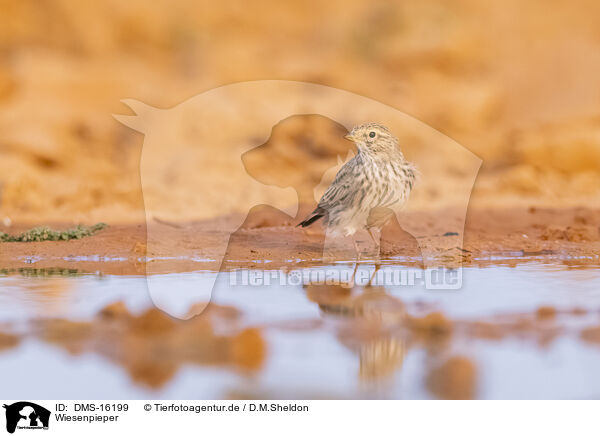 Wiesenpieper / meadow pipit / DMS-16199