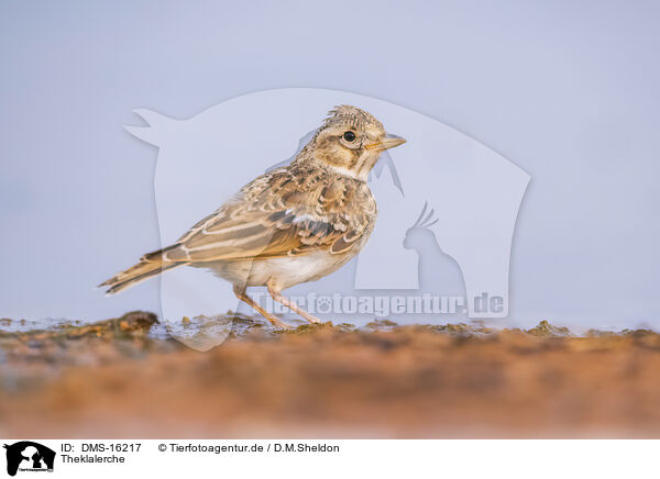 Theklalerche / Theka lark / DMS-16217