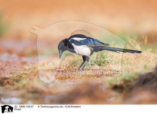 Elster / black-billed magpie / DMS-16237