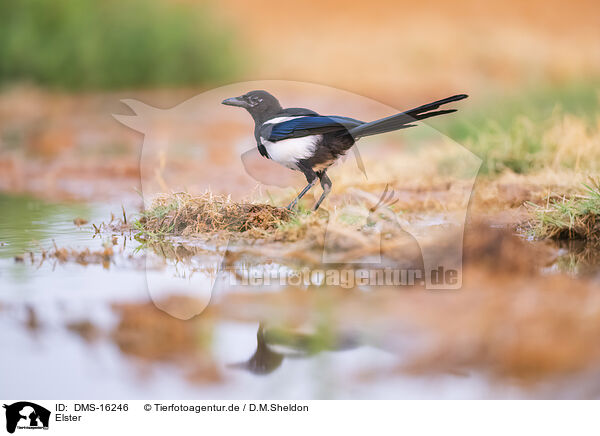 Elster / black-billed magpie / DMS-16246