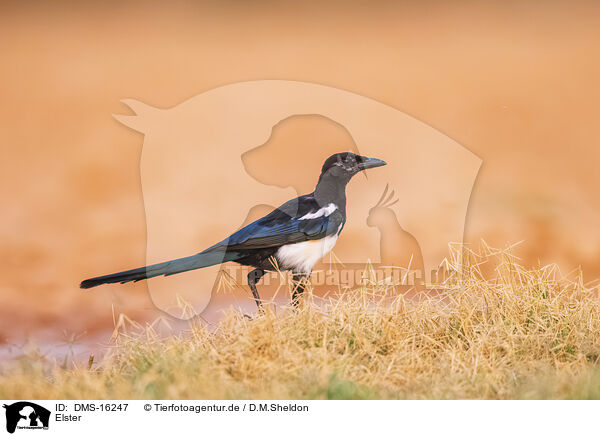 Elster / black-billed magpie / DMS-16247