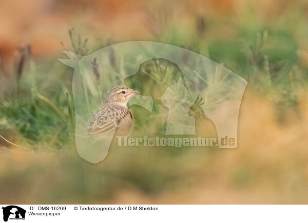 Wiesenpieper / meadow pipit / DMS-16269