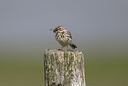 Wiesenpieper