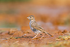 Wiesenpieper