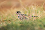 Wiesenpieper