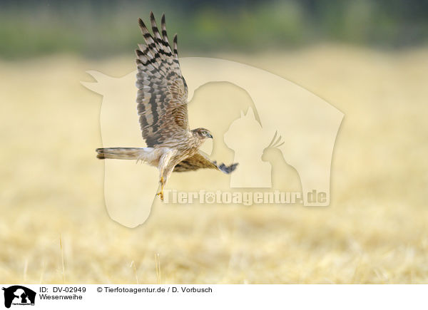 Wiesenweihe / Montagu's harrier / DV-02949