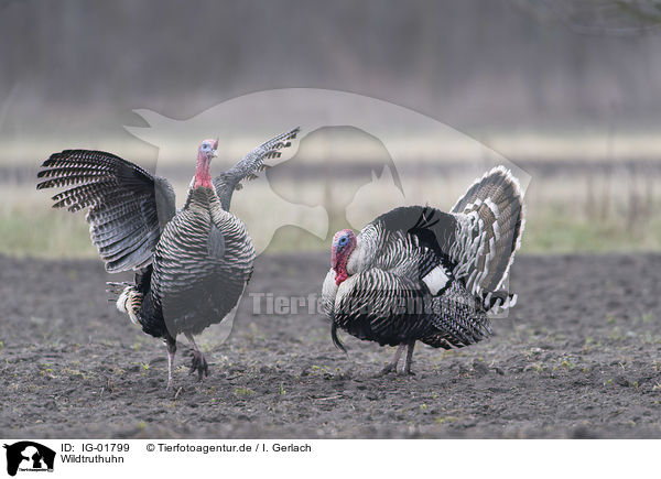 Wildtruthuhn / wild turkey / IG-01799