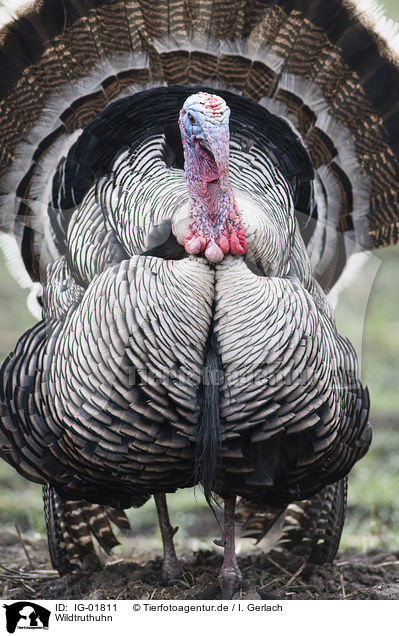 Wildtruthuhn / wild turkey / IG-01811