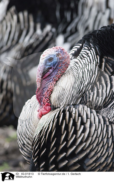 Wildtruthuhn / wild turkey / IG-01813