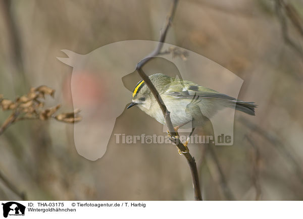 Wintergoldhhnchen / goldcrest / THA-03175