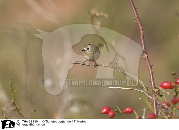 Wintergoldhhnchen / goldcrest / THA-03180