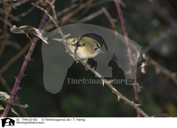 Wintergoldhhnchen / goldcrest / THA-03182