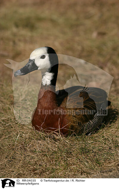 Witwenpfeifgans / White-faced Whistling Duck / RR-04035