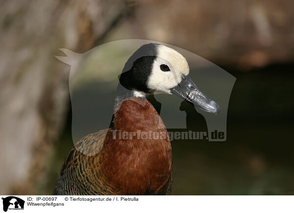 Witwenpfeifgans / White-faced Whistling Duck / IP-00697