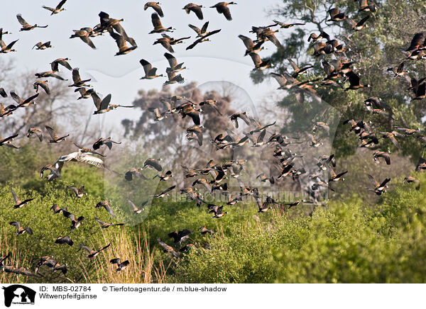 Witwenpfeifg�nse / white-faced whistling ducks / MBS-02784