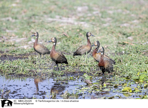 Witwenpfeifgnse / White-faced Whistling Ducks / MBS-20226