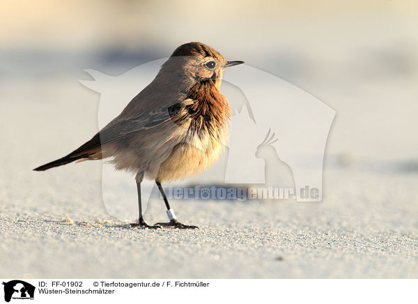 Wsten-Steinschmtzer / desert wheatear / FF-01902