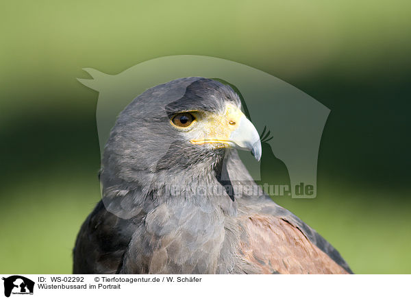 Wstenbussard im Portrait / WS-02292