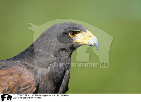 Wstenbussard im Portrait / Harris Hawk / WS-02293
