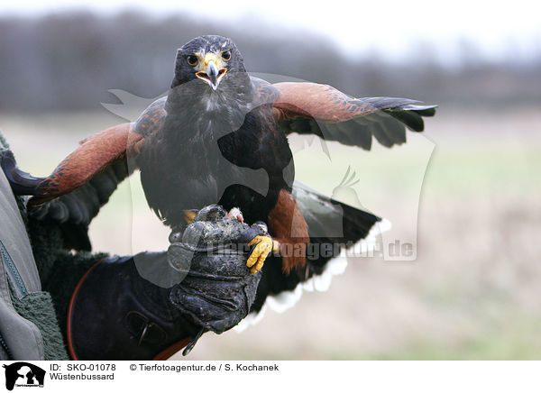 Wstenbussard / harris hawk / SKO-01078