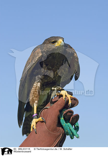 Wstenbussard / Harris hawk / WS-03115