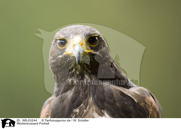Wstenbussard Portrait / Harris's Hawk portrait / WS-03244