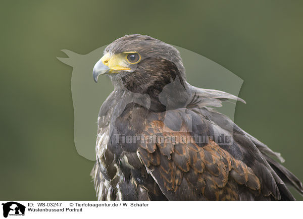 Wstenbussard Portrait / WS-03247