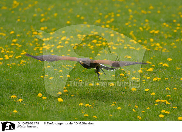 Wstenbussard / Harris's hawk / DMS-02179