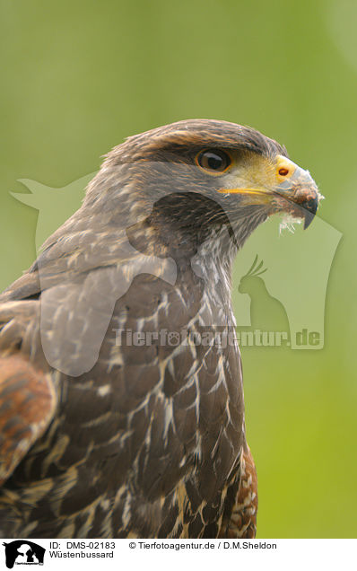 Wstenbussard / Harris's hawk / DMS-02183