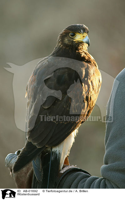 Wstenbussard / Harris's hawk / AB-01692