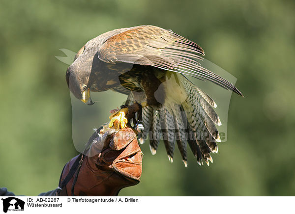 Wstenbussard / Harris's hawk / AB-02267